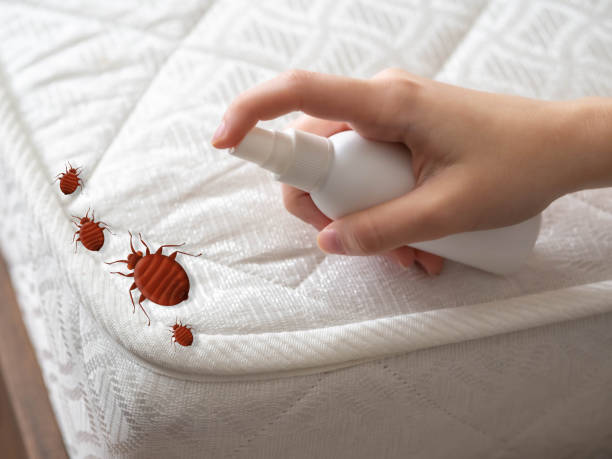 Trusted Feasterville, PA Pest Control Experts