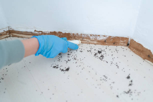 Best Flea Control Services  in Feasterville, PA